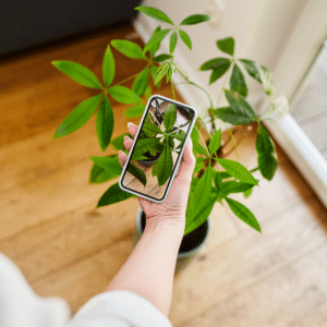 Explora la naturaleza: identifica plantas instantáneamente