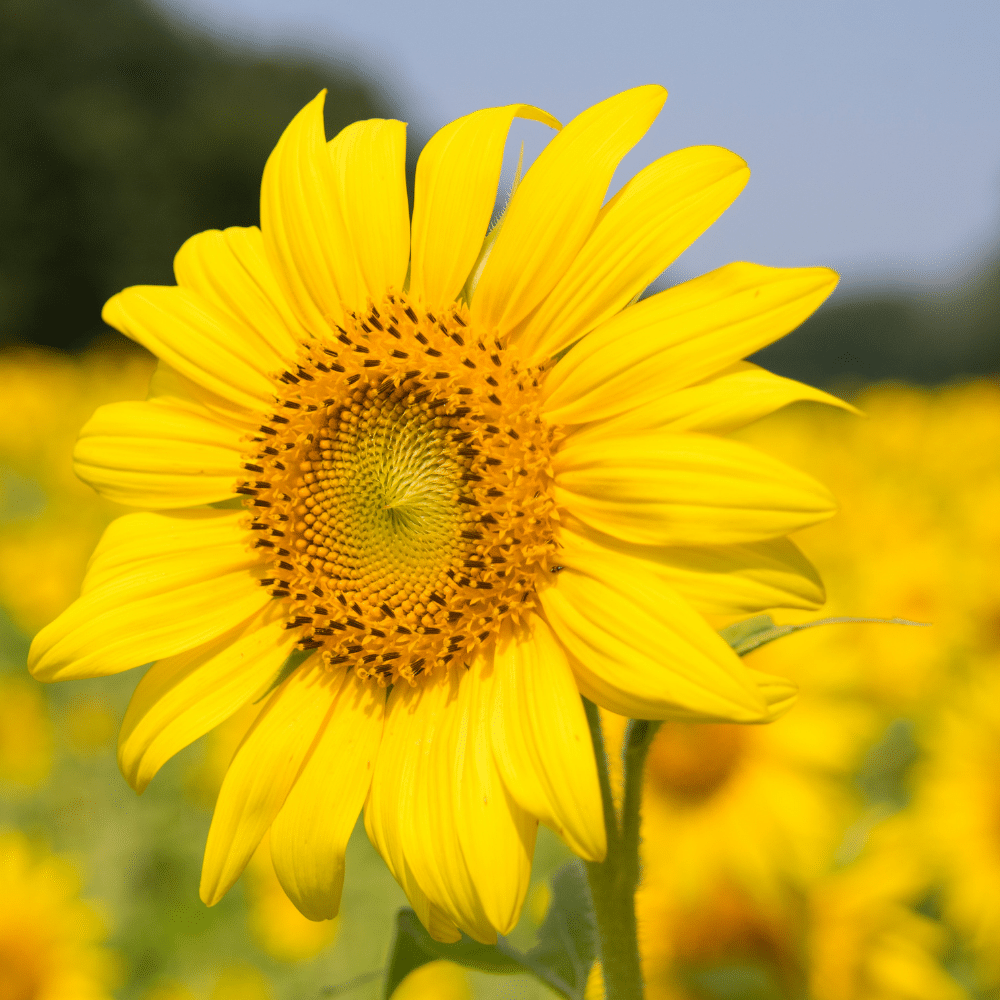 Descubre la identidad de las plantas con PlantNet