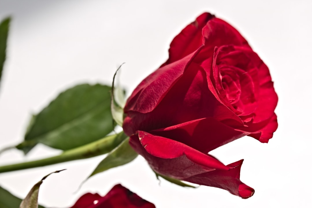 Tienes un admirador secreto: descubre a tu alma gemela